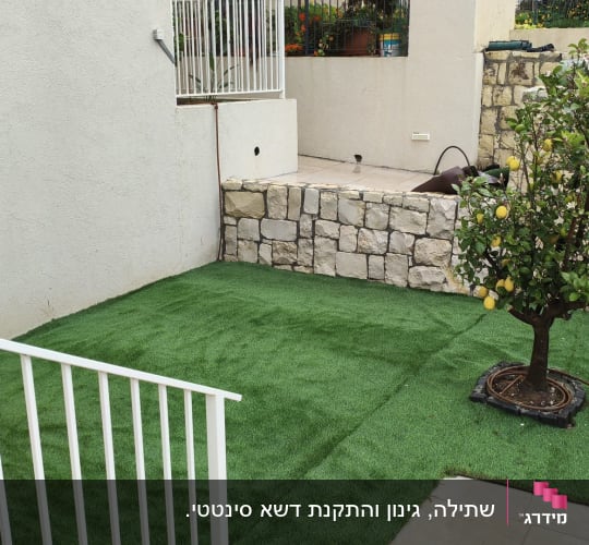 עץ לימון על דשא סינתטי בחצר מגודרת
